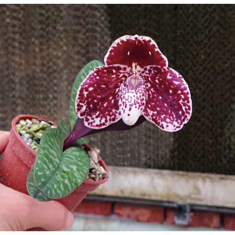 Орхiдея Paph. (Champagne Fight x bellatulum) x leucochilum